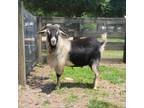 Adopt Bill-ay a Goat