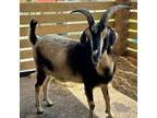 Adopt Lucky a Goat