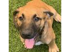 Adopt Coby a Mixed Breed