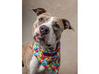 Adopt John a Pit Bull Terrier, Mixed Breed