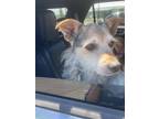 Adopt Buddie - ADOPTED a Yorkshire Terrier, Mixed Breed