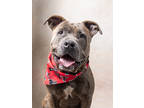 Adopt Moss a Pit Bull Terrier, Mixed Breed