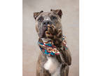 Adopt Ripley a Pit Bull Terrier, Mixed Breed