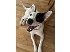 Adopt Riggs a Pit Bull Terrier, Mixed Breed