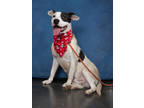 Adopt Riggs a Pit Bull Terrier, Mixed Breed