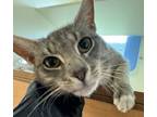 Adopt Cosmo-PRE ADOPTED a Domestic Short Hair