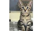 Adopt Donner - ADOPTED a Domestic Short Hair