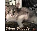 Adopt Silver Brigade a Domestic Short Hair