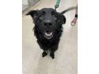 Adopt Old Forester a Mixed Breed