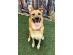 Adopt Elmer T Lee a Retriever, German Shepherd Dog