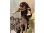 Adopt Bruno a Australian Cattle Dog / Blue Heeler, Mixed Breed