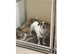 Adopt Oscar a Parson Russell Terrier, Mixed Breed