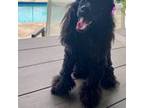 Poodle (Toy) Puppy for sale in Palm Beach Gardens, FL, USA