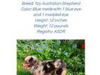 Miniature Australian Shepherd Puppy for sale in Yorkville, IL, USA