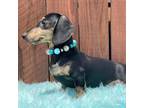Dachshund Puppy for sale in Prairie Grove, AR, USA