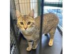 Adopt Toffee a Domestic Short Hair