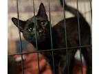 Adopt Smokey a Domestic Short Hair