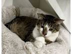 Adopt Brewster a Domestic Short Hair