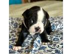 Boston Terrier Puppy for sale in Somerset, NJ, USA