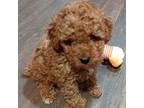 Poodle (Toy) Puppy for sale in Magnolia, NC, USA