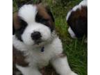 Saint Bernard Puppy for sale in Fairmont, WV, USA