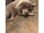 Labrador Retriever Puppy for sale in Middleburg, PA, USA