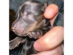 Dachshund Puppy for sale in Tipton, IN, USA