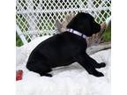 German Shorthaired Pointer Puppy for sale in Hazlehurst, GA, USA