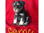 Schnauzer (Miniature) Puppy for sale in Preston, MO, USA