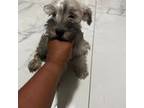 Schnauzer (Giant) Puppy for sale in Tampa, FL, USA
