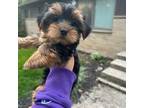 Yorkshire Terrier Puppy for sale in Jenison, MI, USA