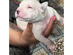 Boerboel Puppy for sale in Inkster, MI, USA