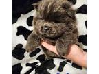 Chow Chow Puppy for sale in Mcalester, OK, USA