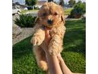 Maltipoo Puppy for sale in Downey, CA, USA