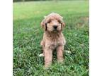 Goldendoodle Puppy for sale in Culleoka, TN, USA