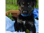 German Shepherd Dog Puppy for sale in Aurora, OH, USA