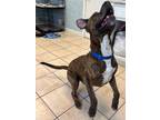Adopt Dudley a Boxer, Mixed Breed
