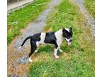 Adopt Arrow a Pit Bull Terrier