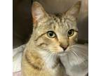 Adopt Tom a Domestic Short Hair