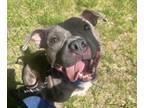 Adopt Bullwinkle a Pit Bull Terrier, Mixed Breed
