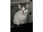 Adopt Ice Cube a Domestic Short Hair