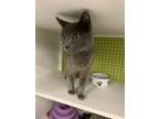 Adopt Banana Peel a Domestic Short Hair