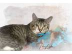 Adopt Golden Boy a Tabby