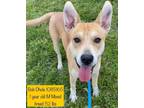 Adopt Bob Dhole a Hound