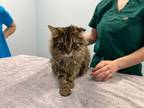 Adopt Jazzy a Domestic Medium Hair