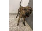 Adopt 55906509 a Terrier, Mixed Breed