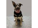 Adopt Arlo a Shepherd, Mixed Breed