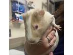 Adopt Noodle a Guinea Pig