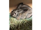 Adopt Peanut a Bunny Rabbit