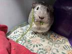 Adopt Gray a Guinea Pig